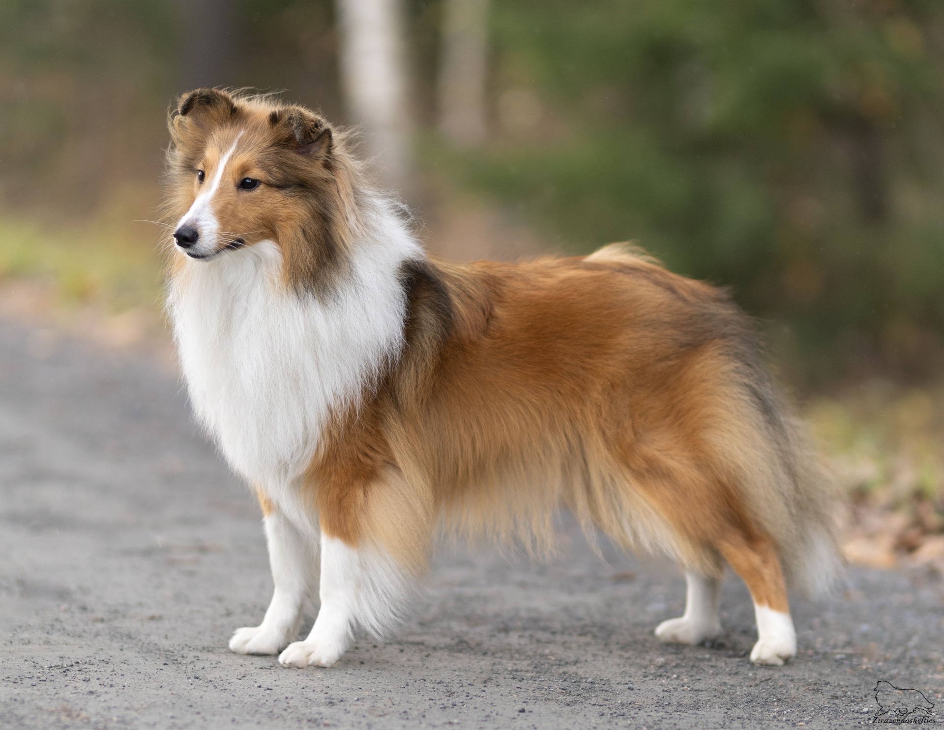 1v (kuvaaja: sijoituskoti)